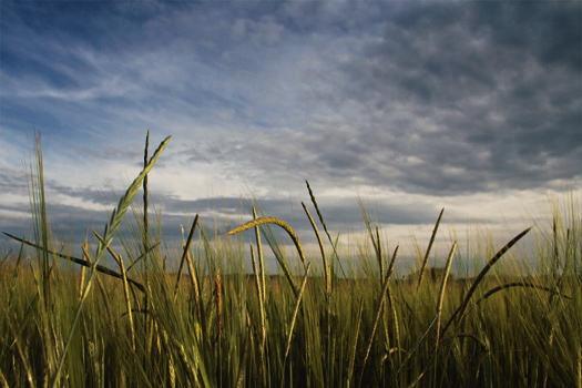 Portfolio - Landscape, Landschaft, Feld und Wiesen, Saarland, Biesingen