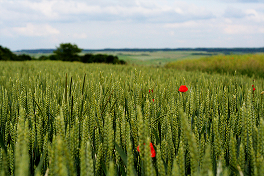 Portfolio - Landscape, Landschaft, Feld und Wiesen, Saarland, Biesingen
