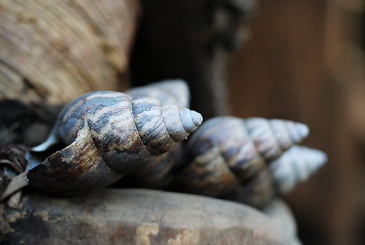 Portfolio - Stills, Muscheln, Details
