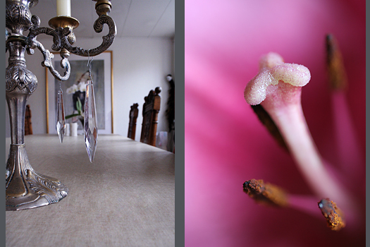 Portfolio - Stills, Flowers, Blumen